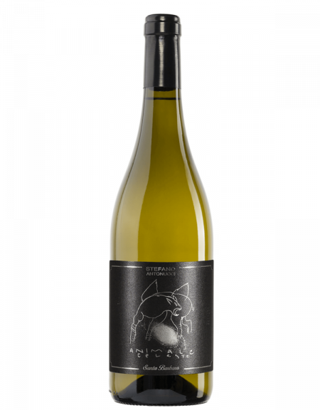 Sauvignon Animale Celeste Stefano Antonucci Santa Barbara